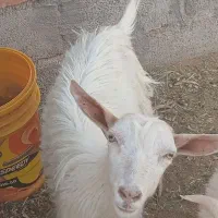 نری سانن اصل ۱۰۰ درصد