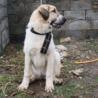 سگ پژدر ماده