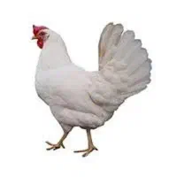مرغ زنده گوشتی