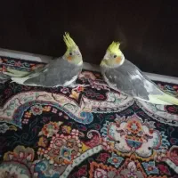 طوطی عروس دوماهه