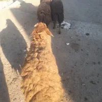 بره نر قربانی
