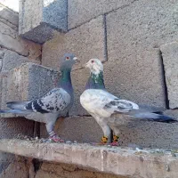 نر ماده پلاکی