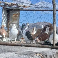 خوشرنگ زردوسرخ