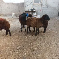 ۳ راس بره ماده دامازدق|حیوانات مزرعه|اردبیل, |دیوار