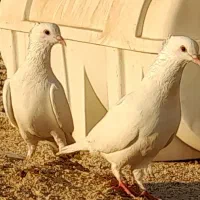 طوقی و سفید|پرنده|بندر دیر, |دیوار