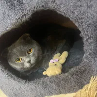 گربه اسکاتیش بلو فولد