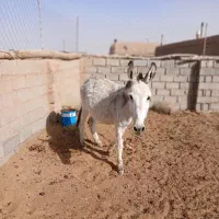 کرالاغ نر ۵ساله بسیار گله ای آرام.|حیوانات مزرعه|بردسکن, |دیوار