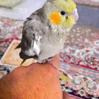 عروس هلندی|پرنده|قم, حاج زینل|دیوار