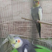 یک جفت عروس هلندی|پرنده|رشت, گلسار|دیوار