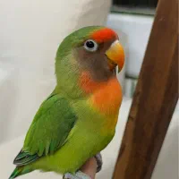 گمشده برزیلی