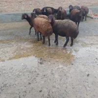 گوسفند ابستن