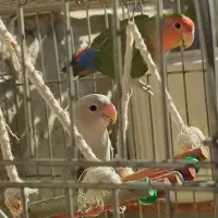 طوطی برزیلی|پرنده|رستم‌آباد, |دیوار