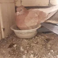 کبوتر یا کفتر