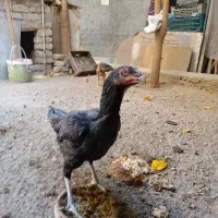 مرغ لاری سیاه جوجه لاری دوماهه