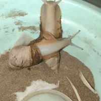 دو عدد حلزون