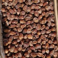 خرما خاصویی قیروکارزین