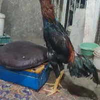 خروس لاری|حیوانات مزرعه|چگنی, |دیوار