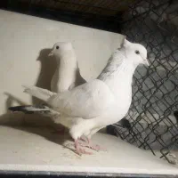 کبوتر کفتر خوب