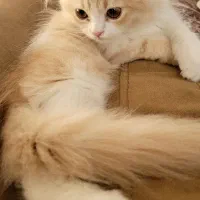 بچه گربه