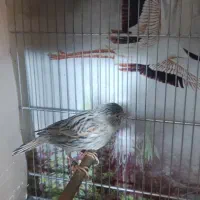 قناری توپاز|پرنده|مبارکه, |دیوار