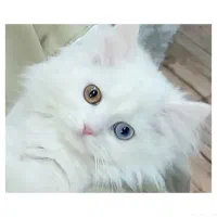 گربه پرشین .اسکاتیش. چشم دو رنگ 28.000.000 ت
