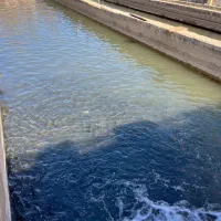 فروش پرورش ماهی با بهترین آب. هوا و لوکیشن|فروش دفتر صنعتی، کشاورزی، تجاری|رینه, |دیوار