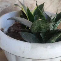 گل و گلدان سرامیکی