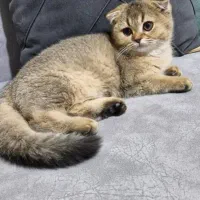 بچه گربه برایش اسکاتیش دو ماهه