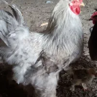 چندتا خروس برهما لایت فروشی