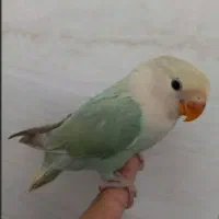 فروش عروس هلندی به صورت تک و عمده و چک صیادی