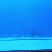 بچه ماهی فلاور