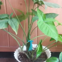 گل خرگوشی|گل و گیاه طبیعی|شیراز, بریجستون|دیوار