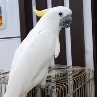 طوطی کاکادو تاج زرد نر بالغ فول رام دستی بیگ سایز|پرنده|تهران, پرستار|دیوار