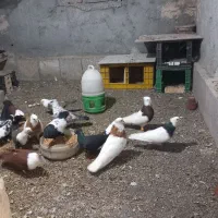 فروش یامعاوضه ی کفترپرشی باجفتگاه