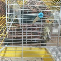 عروس هلندی نر|پرنده|رشت, یخسازی|دیوار