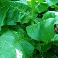 لنگه‌ای‌.جاسکی