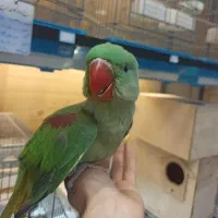 شاه طوطی جوجه