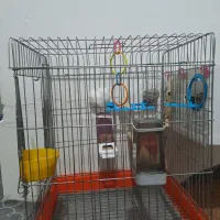 قفس عروس هلندی بدون لونه