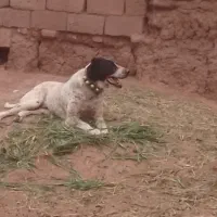 پاکوتاه