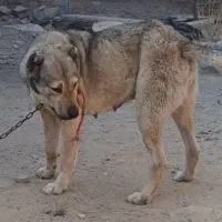 سگ سرابی|سگ|اردبیل, |دیوار