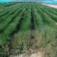 پنج کیلو نهال مینروا ارژانتینی|گل و گیاه طبیعی|جیرفت, |دیوار