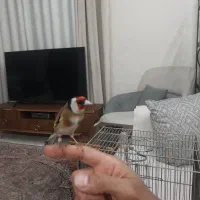 سهره نر متولد قفس لر بخون