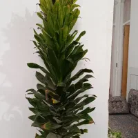 گل های زیبا