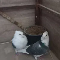 کفتر  پشتدار غریب برج|پرنده|کرج, شهرک اوج|دیوار