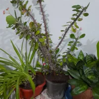 گل مرجان زیبا.