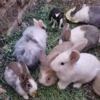 چند بچه خرگوش قشنگ و زیبا هم لپ هم معمولی