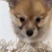 سگ پامر کراس