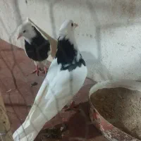 معاوضه باکفتر چینی یافنج کینگ