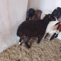 بره نر سالم‌