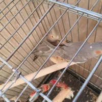 جوجه عروس هلندی